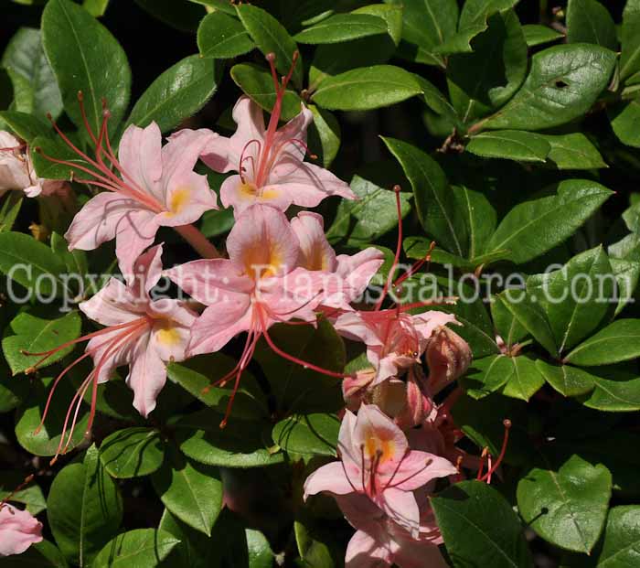 PGC-S-Rhododendron-viscosum-forma-rhodanthum-2