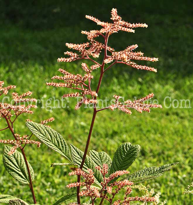 PGC-P-Rodgersia-aesculifolia-aka-Rodgersia-flr-2