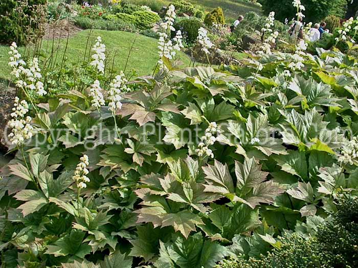 PGC-P-Rodgersia-podophylla-05-2004-03