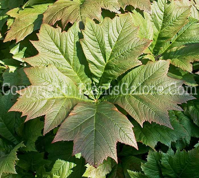 PGC-P-Rodgersia-podophylla-2010-65