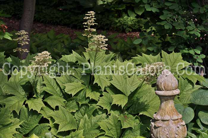 PGC-P-Rodgersia-podophylla-2013.JPG-1