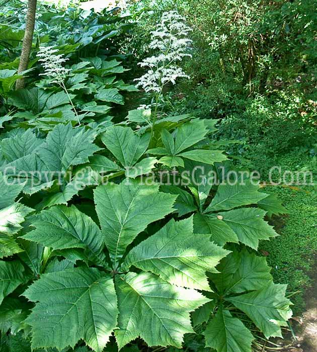 PGC-P-Rodgersia-podophylla-aa-2010-23