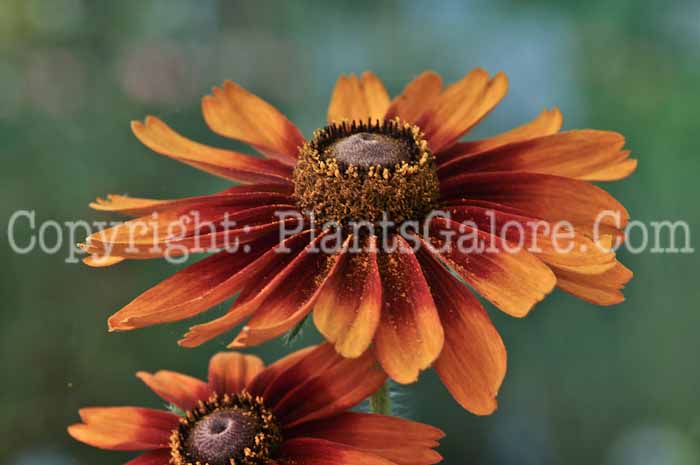 PGC-P-Rudbeckia-Cappuccino-912 (1 of 3)