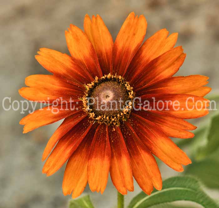 PGC-P-Rudbeckia-Cappuccino-912 (2 of 3)