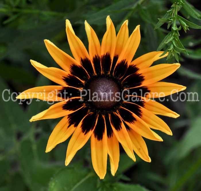 PGC-P-Rudbeckia-Denver-Daisy-2010-002