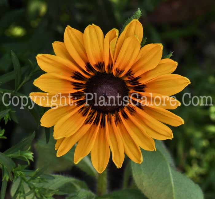 PGC-P-Rudbeckia-Denver-Daisy-2010-004