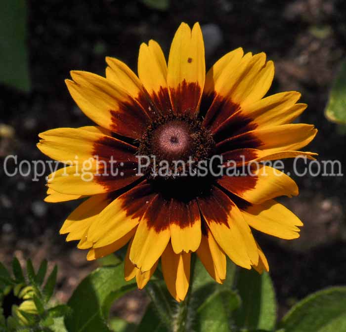 PGC-P-Rudbeckia-Denver-Daisy-2010-005