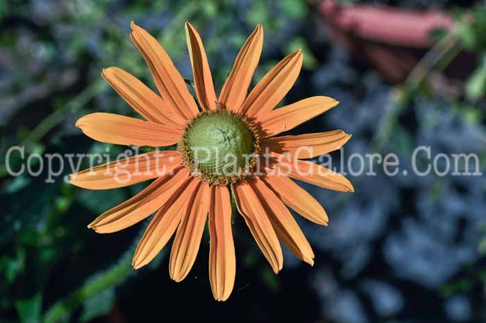 PGC-P-Rudbeckia-Irish-Eyes-1