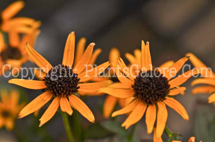 PGC-P-Rudbeckia-Little-Goldstar-2012-a-1
