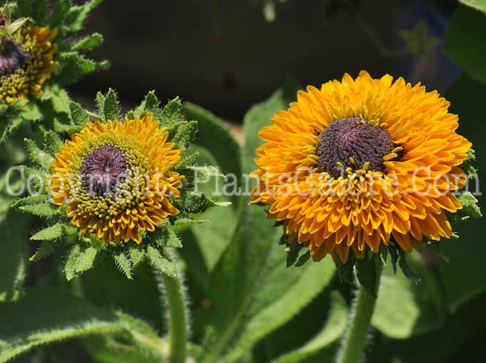 PGC-P-Rudbeckia-Maya-2011-002