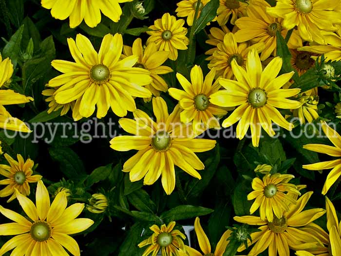 PGC-P-Rudbeckia-Prairie-Sun-2010-01