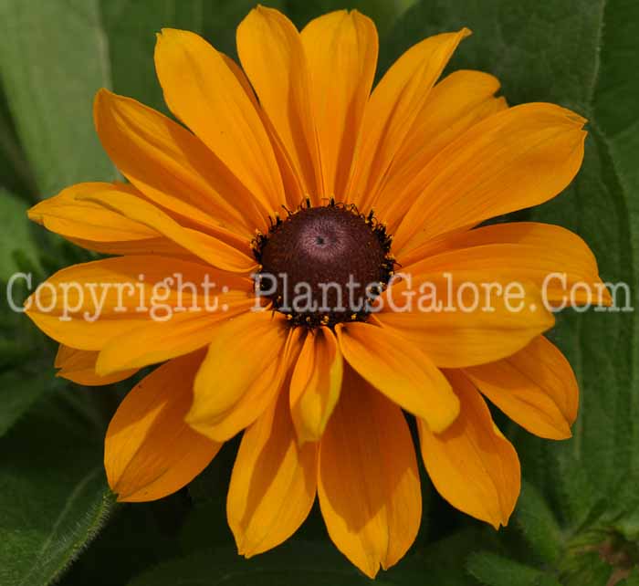 PGC-P-Rudbeckia-Tiger-Eye-Gold-2010-001