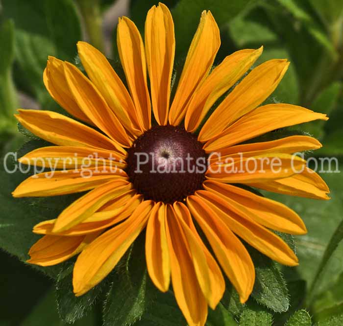 PGC-P-Rudbeckia-Tiger-Eye-Gold-2010-003