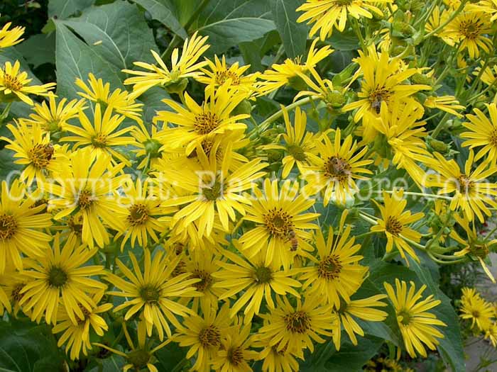 PGC-P-Rudbeckia-grandiflora-Sundance-2010-01