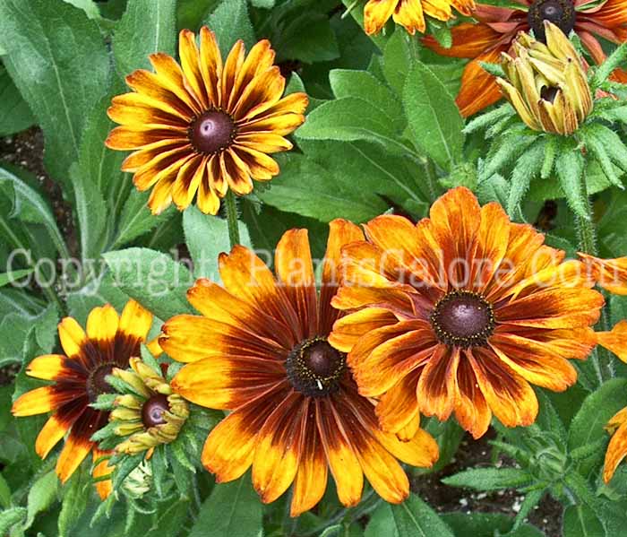 PGC-P-Rudbeckia-hirta-Cappuccino-2010-002