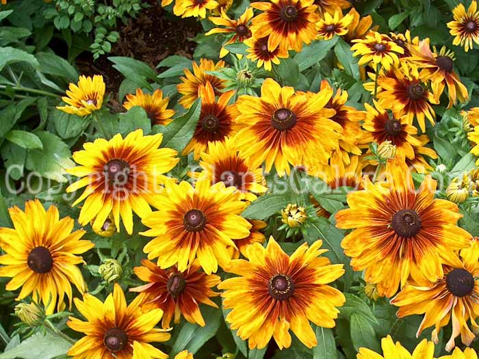 PGC-P-Rudbeckia-hirta-Cappuccino-2010-01