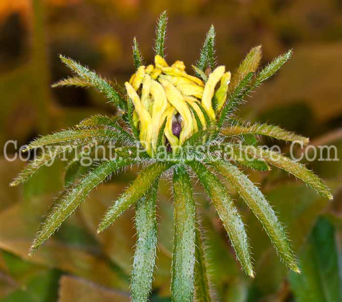 PGC-P-Rudbeckia-hirta-Denver-Daisy-0514j-2