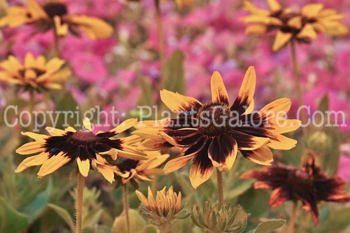 PGC-P-Rudbeckia-hirta-Denver-Daisy-2011-005