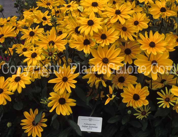 PGC-P-Rudbeckia-hirta-Indian-Summer-2010