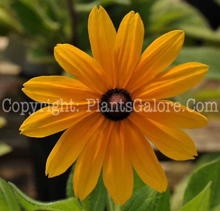 PGC-P-Rudbeckia-hirta-Indian-Summer-2010-01