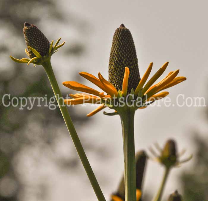PGC-P-Rudbeckia-maxima-Maxima-06-12-1