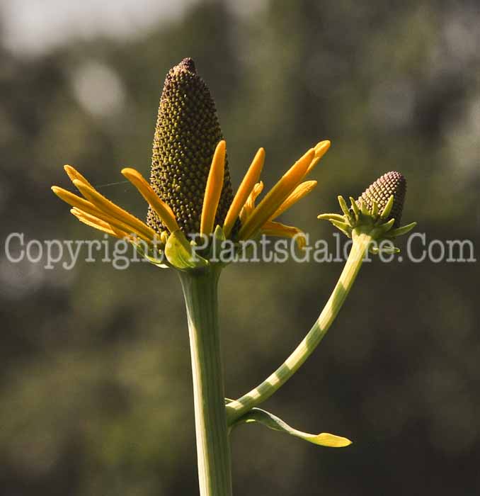 PGC-P-Rudbeckia-maxima-Maxima-06-12-3