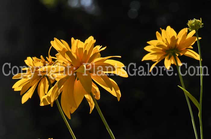 PGC-P-Rudbeckia-nitida-2010-02_2