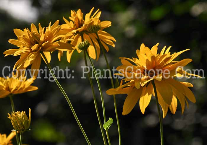 PGC-P-Rudbeckia-nitida-2010-03