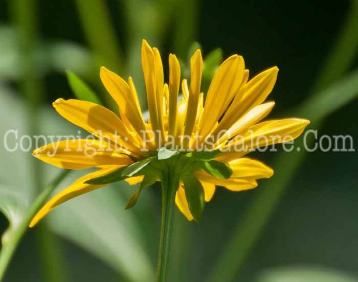 PGC-P-Rudbeckia-nitida-aka-Coneflower-0714-1