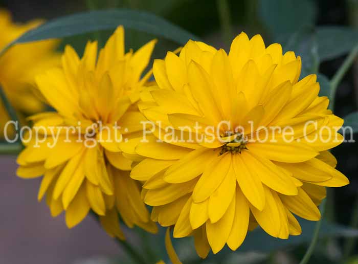 PGC-P-Rudbeckia-nitida-aka-Coneflower-1013m-2
