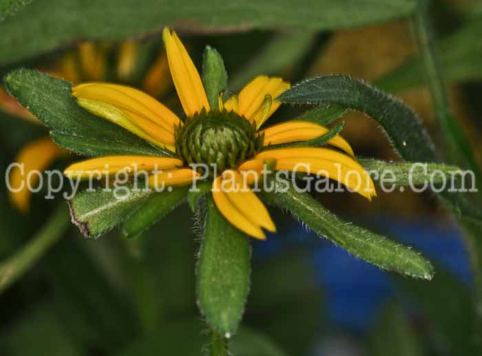 PGC-P-Rudbeckia-speciosa-Viettes-Little-Suzy-2010-001