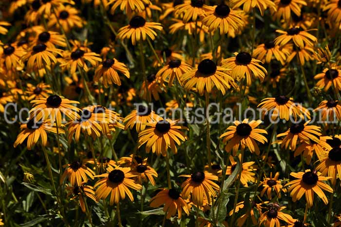 PGC-P-Rudbeckia-speciosa-Vietties-Little-Suzy-2012-a-1