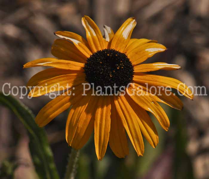 PGC-P-Rudbeckia-speciosa-Vietties-Little-Suzy-593x-2010-002