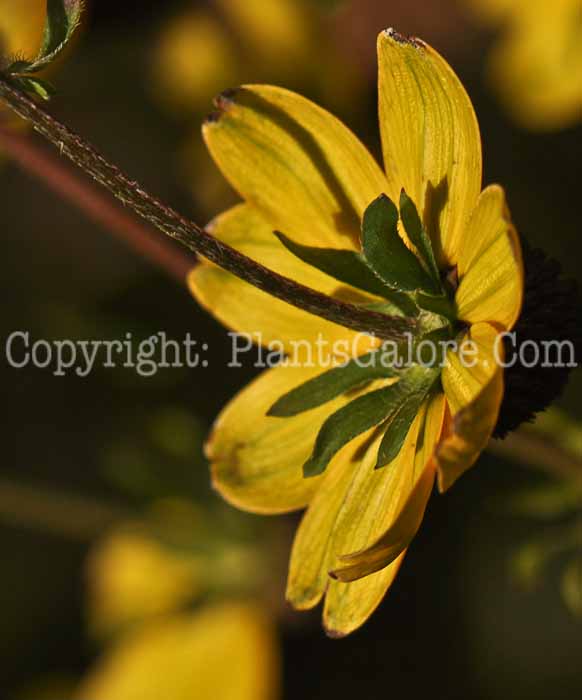 PGC-P-Rudbeckia-triloba-2010-02