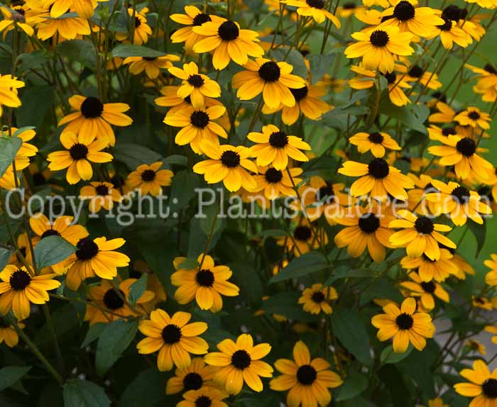 PGC-P-Rudbeckia-triloba-aka-Coneflower-0814-1