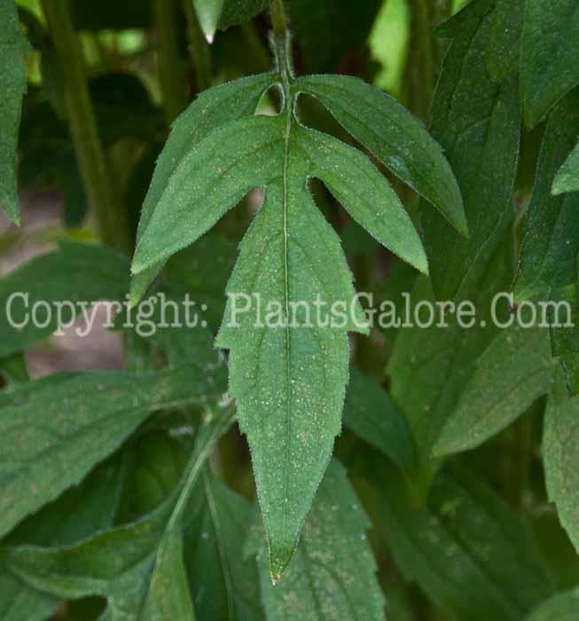 PGC-P-Rudbeckia-triloba-aka-Coneflower-0814-2