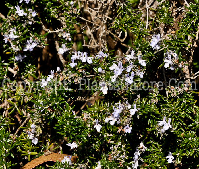 PGC-S-Rosmarinus-officinalis-CA-2011-04