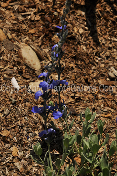 PGC-P-Salvia-chamaedryoides-04-2012-2