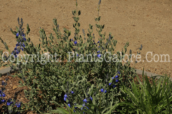 PGC-P-Salvia-chamaedryoides-04-2012-3