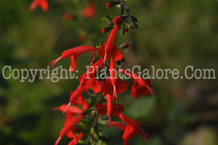 PGC-P-Salvia-coccinea-2010-01