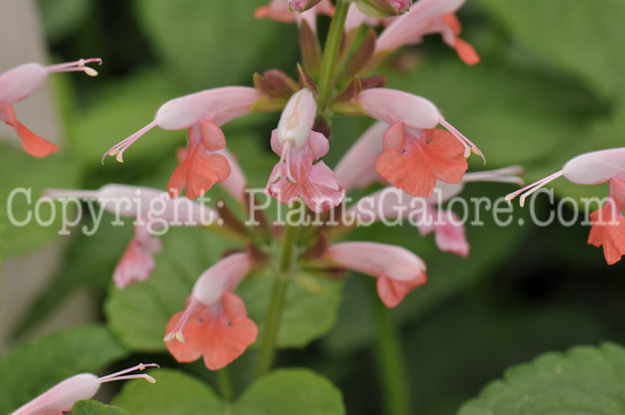 PGC-P-Salvia-coccinea-Pink-2010-001