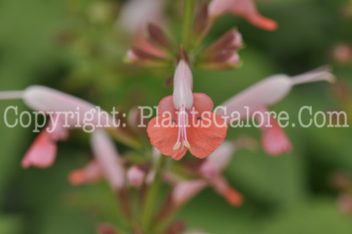 PGC-P-Salvia-coccinea-Pink-2010-002