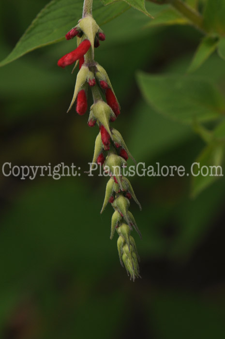 PGC-P-Salvia-elegans-593x-2010-001