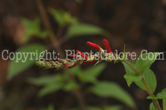 PGC-P-Salvia-elegans-593x-2010-003