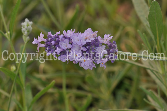 PGC-P-Salvia-farinacea-Evolution-2010-002