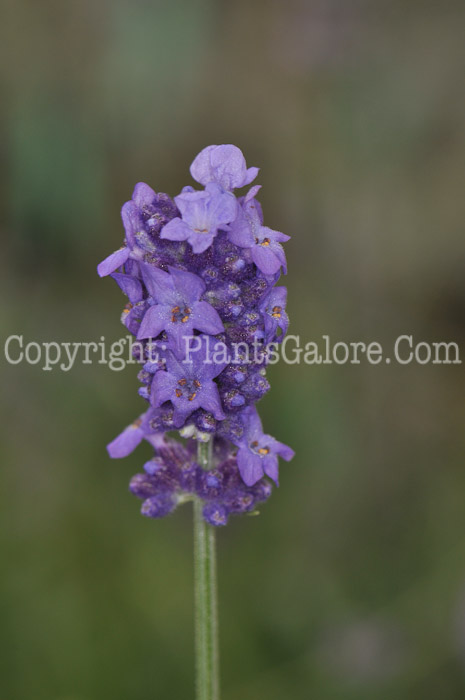 PGC-P-Salvia-farinacea-Evolution-2010-003