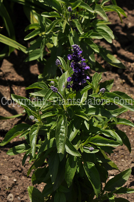 PGC-P-Salvia-farinacea-Evolution-2010-005