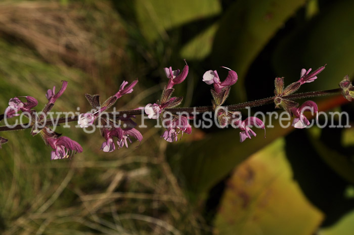 PGC-P-Salvia-hierosolymitana-04-2012.jpg-2