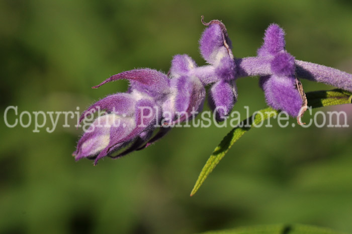 PGC-P-Salvia-leucantha-MSU-10-2011-001