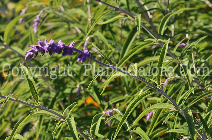 PGC-P-Salvia-leucantha-MSU-10-2011-003